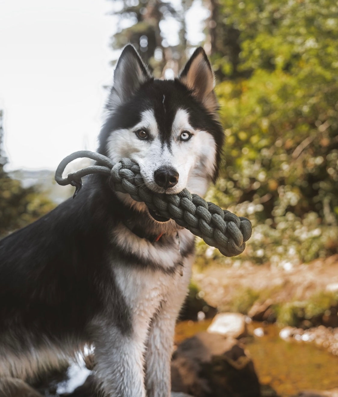 Wolf Republic Rope Toss Toy