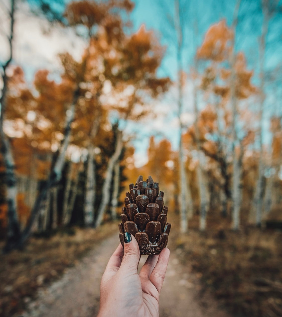 Loblolly Pinecone Puzzle Toy