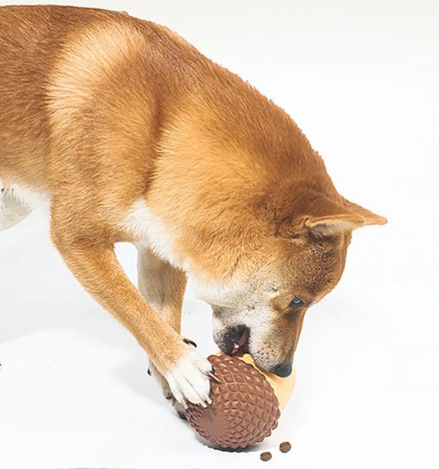 Acorn Enrichment Toy