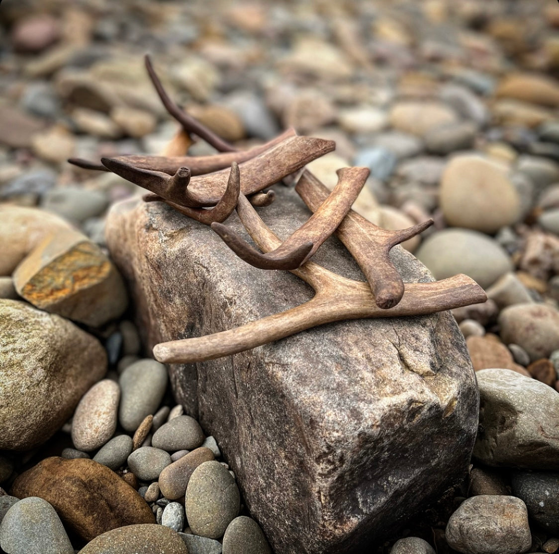 Wild Reindeer Antlers Small