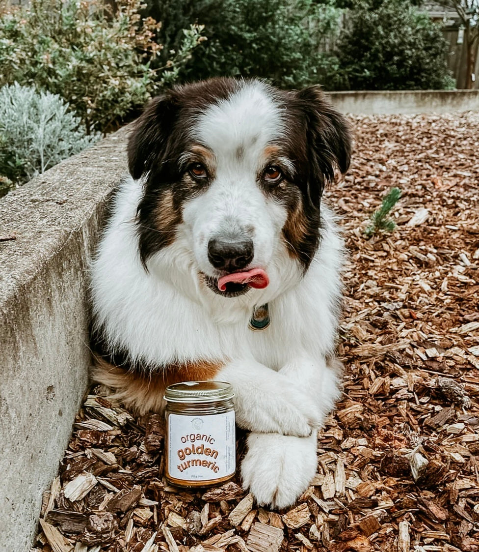 Organic Golden Turmeric